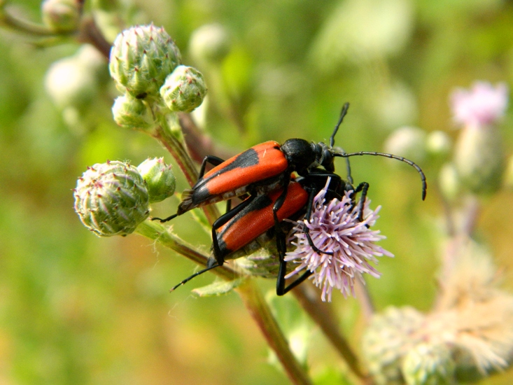 Stictoleptura cordigera